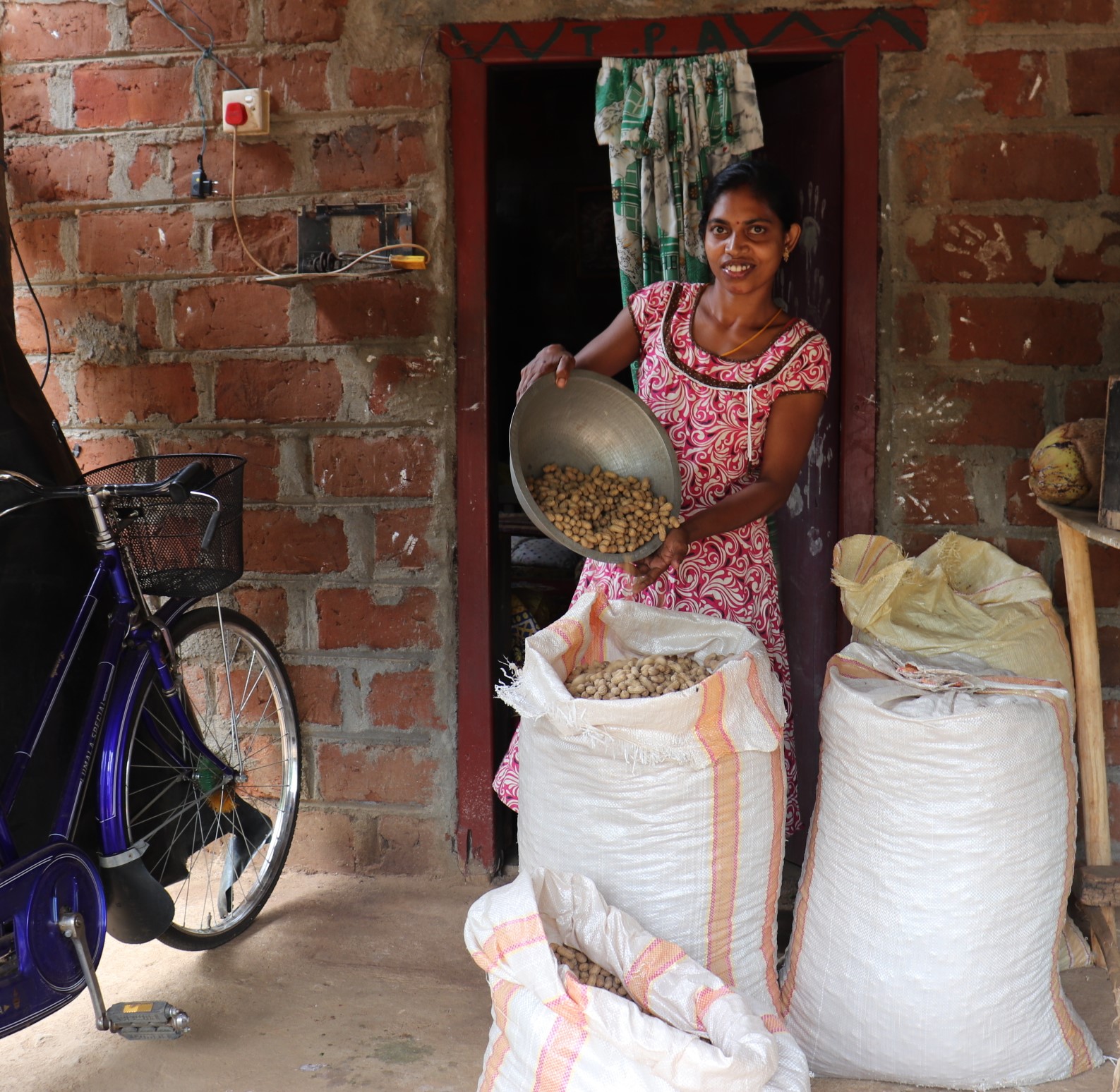 Sri Lankan farmer with peanut harvest