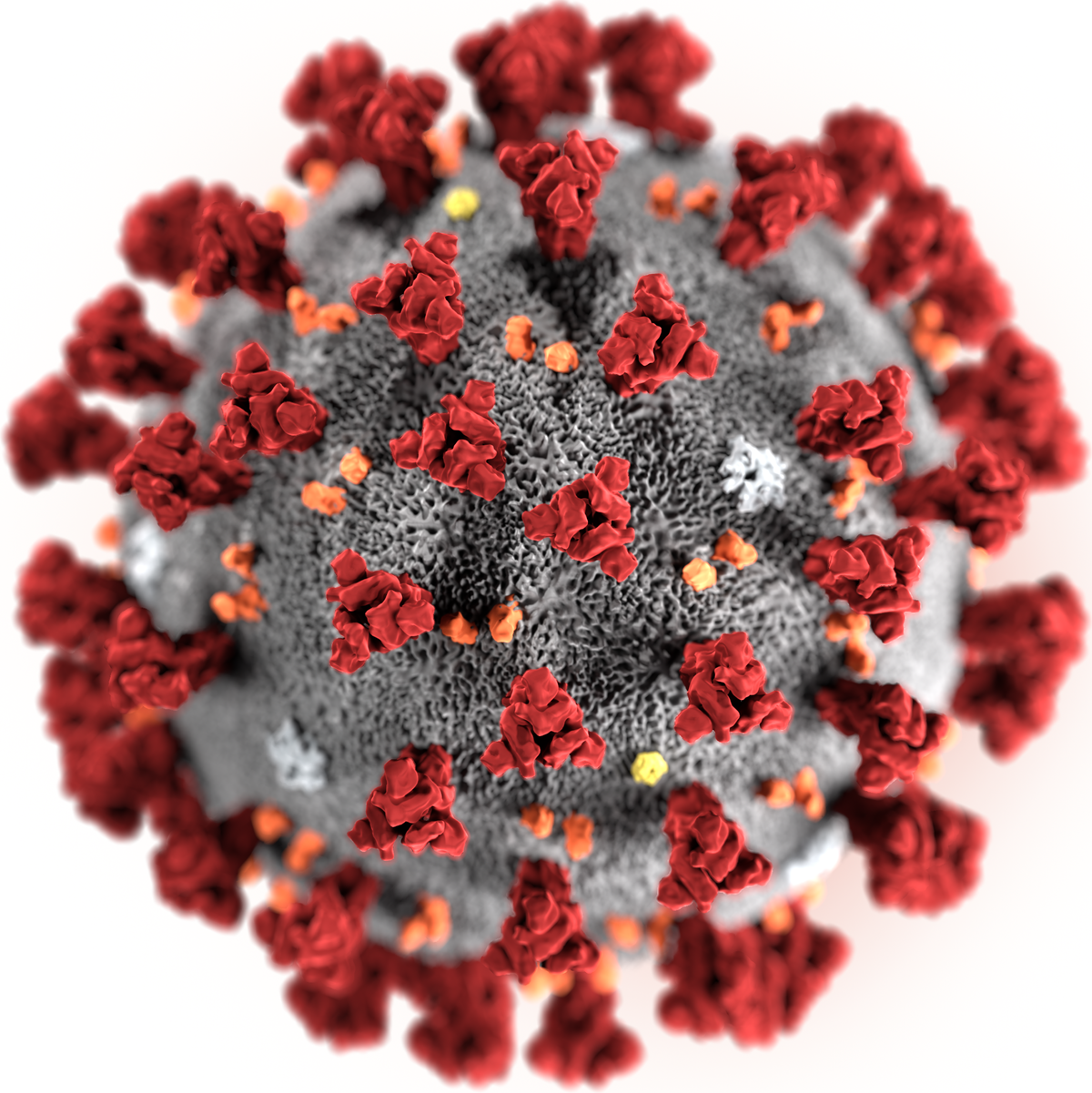 coronavirus.png