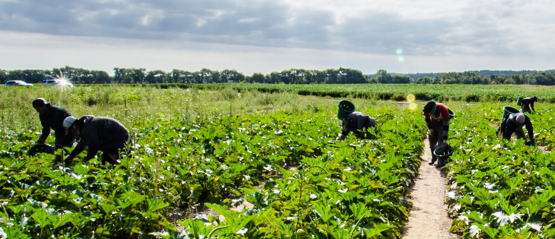 farmworkers.png