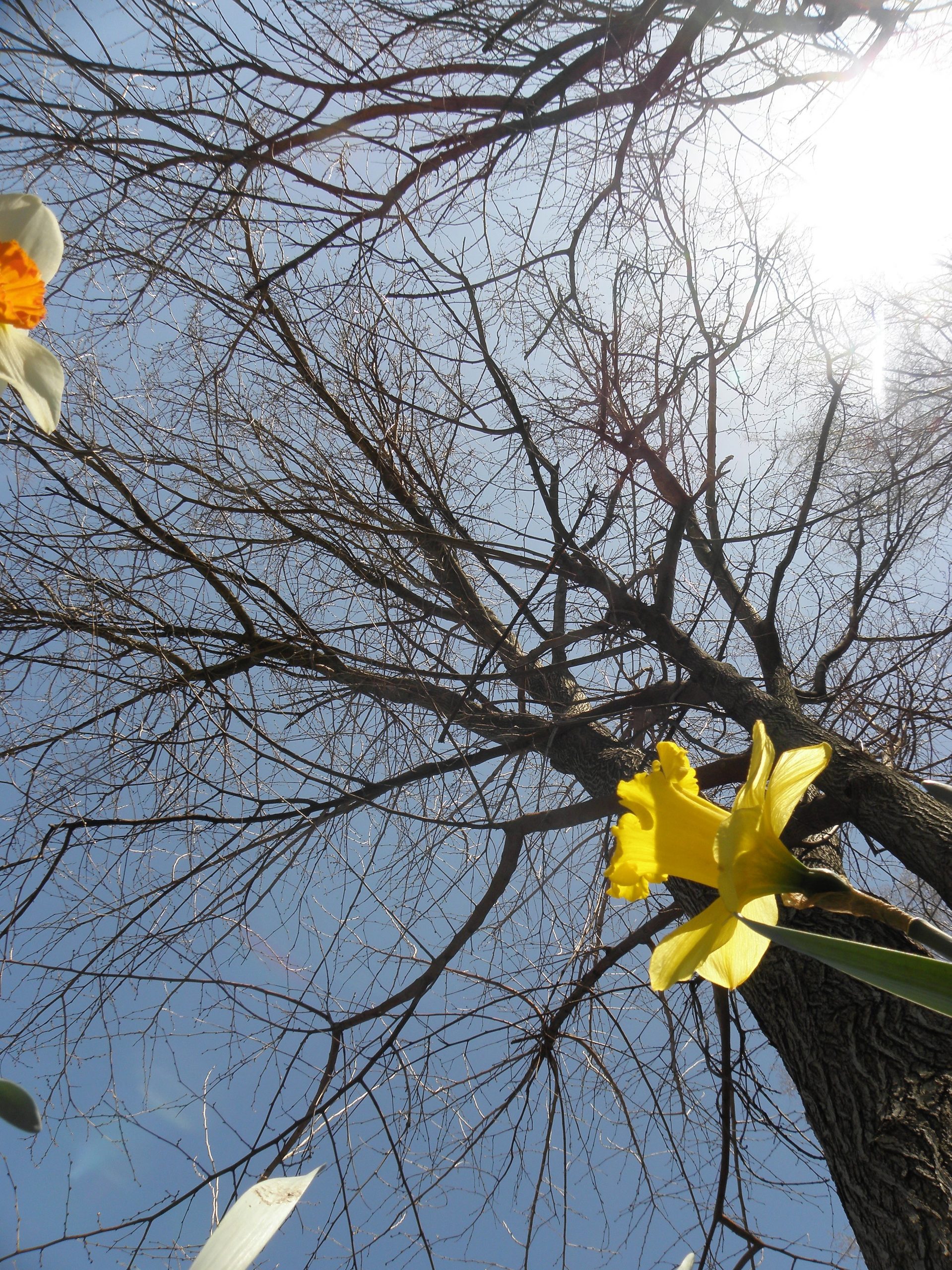 Daffodils and trees, Cleveland, 4/20/20