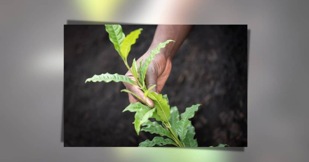 Hand&LeafyPlantfromWCC