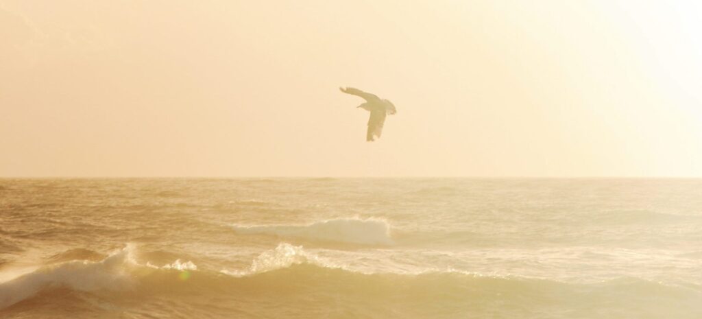 Bird flying in air above ocean during sunset or sunrise